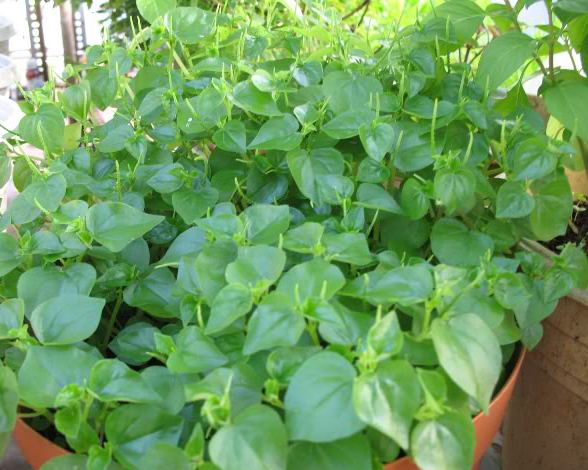 Hạt giống rau càng cua - Ảnh 1